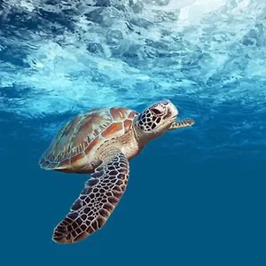  Hébergement de vacances Mabouya Avec Piscine
